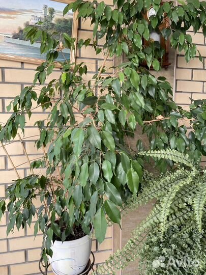 Комнатные растения цветы