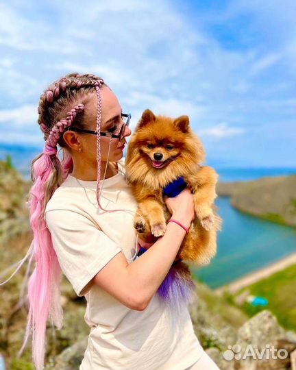 Случка шпиц