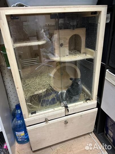 Шиншилла с клеткой