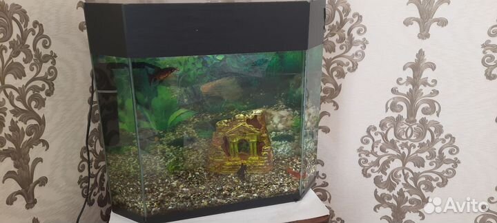 Аквариум с рыбками