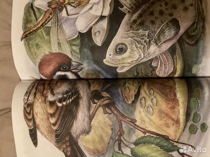 Детские книги. Мамин-Сибиряк. Алёнушкиеы сказки