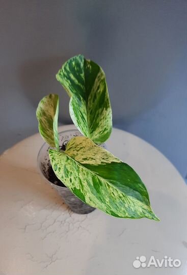 Брейния снежная и другие растения