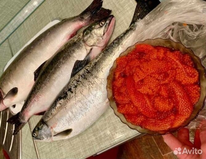 Горбуша охлажденная икорная из Белого моря