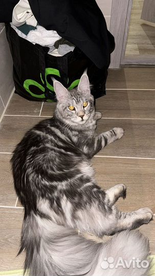 Мейн-кун полидакт