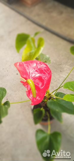 Антуриум Белиза