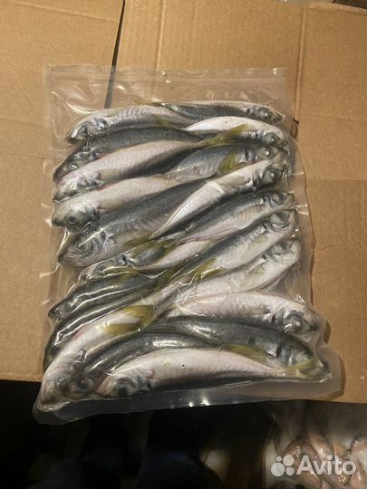 Ставрида черномрская