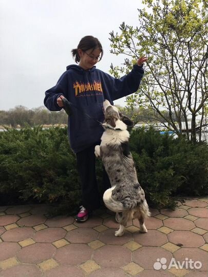 Уход за питомцами и выгул собак, Вертолётное Поле