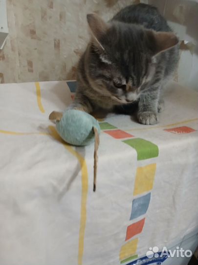 Шикарный котенок ищет семью