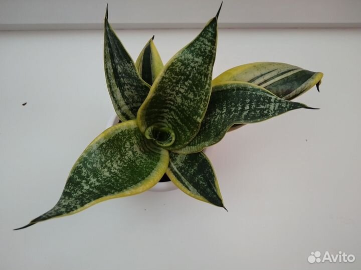 Сансевиерия