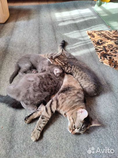 Котята в добрые руки бесплатно