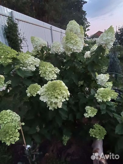 Гортензии на осень