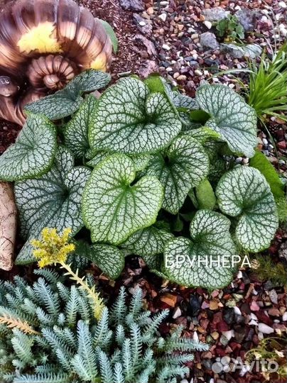 Многолетние садовые растения