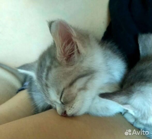 Британская