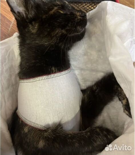 Ветеринарный врач на дом все виды хирургии