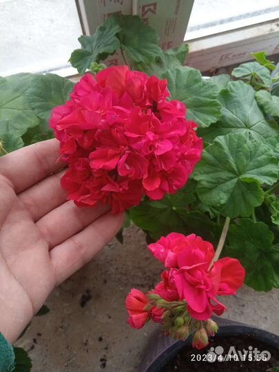 Пеларгония герань белая