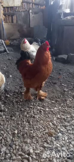 Петух брама