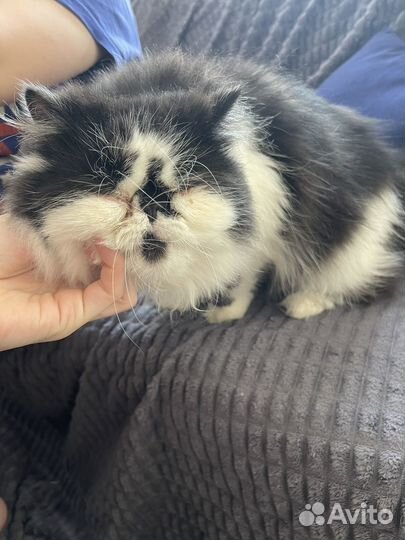 В добрые руки