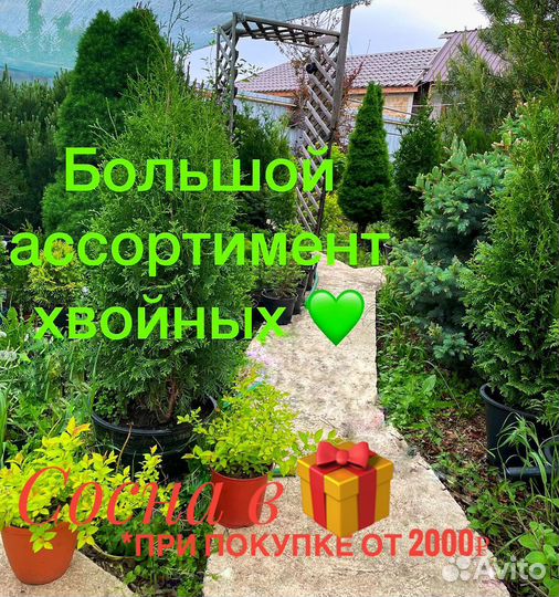 Ель туя сосна