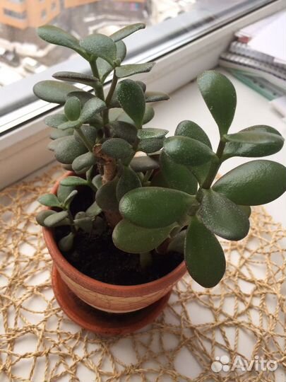 Толстянка / денежное дерево