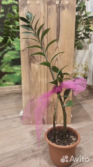 Замиокулькас в горшке