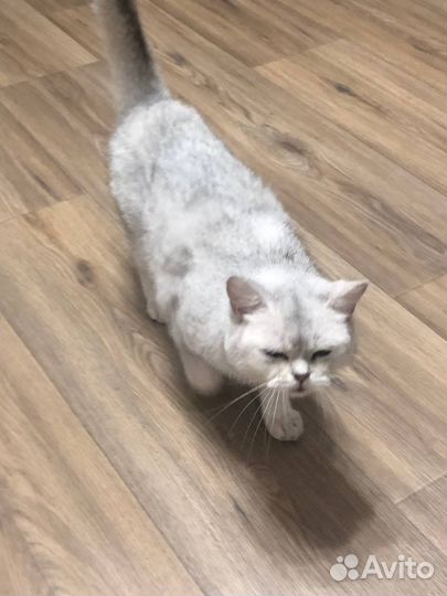 Шотландская