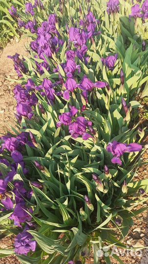 Ирисы саженцы-луковицы цена за 3 шт