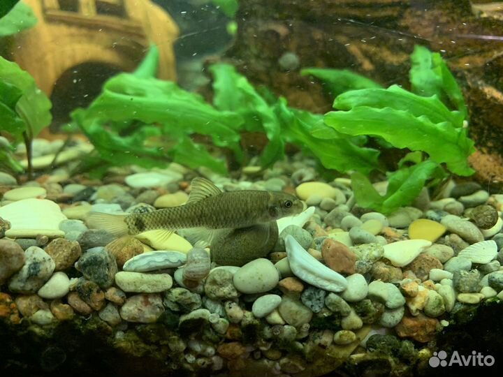 Рыбки Гарра Руфа