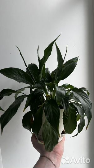 Спатифиллум