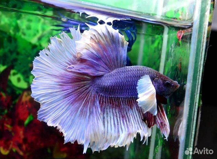 Петушок рыбка