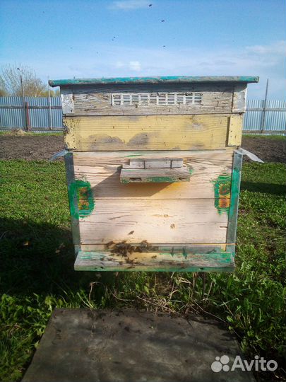 Продам пасеку