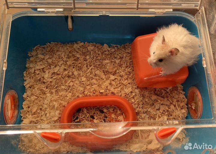 Хомяк с клеткой