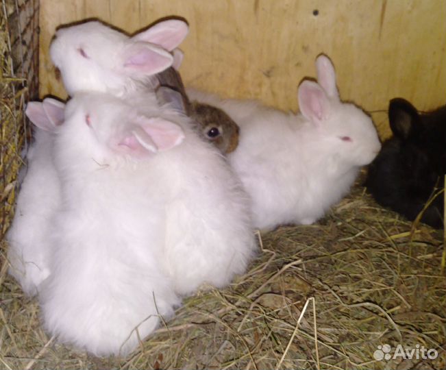 Пухов.кролики,пухов коза