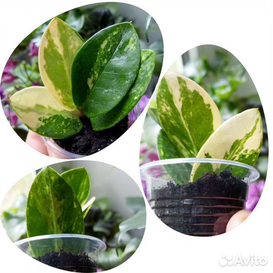 Замиокулькас вариегатный Big Round Leaf