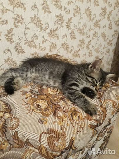 Сибирский котенок девочка 2 месяца