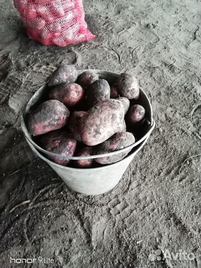 Продам картофель