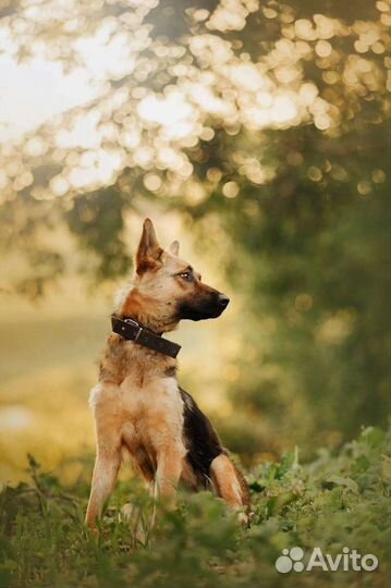 Собака в добрые руки помесь Овчарки