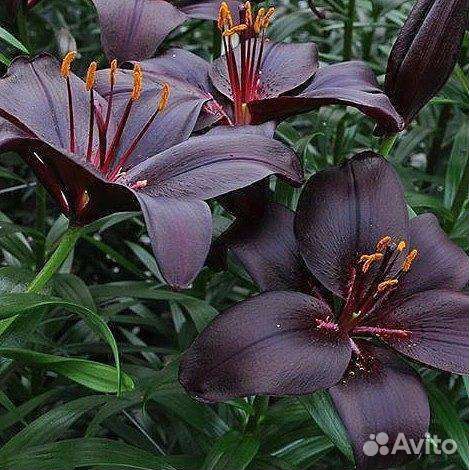 Лилии луковицы