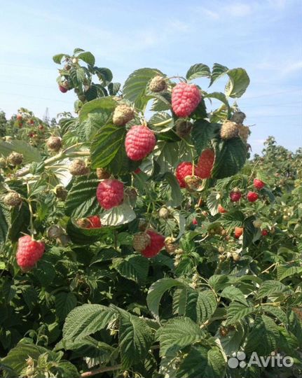 Малина сортовая