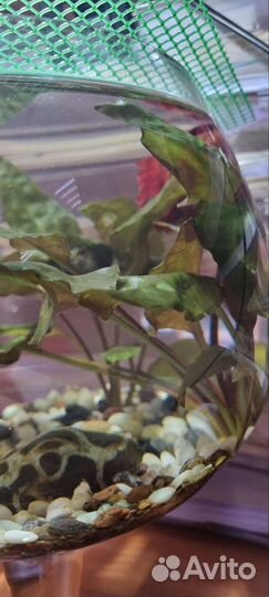 Растения аквариумные