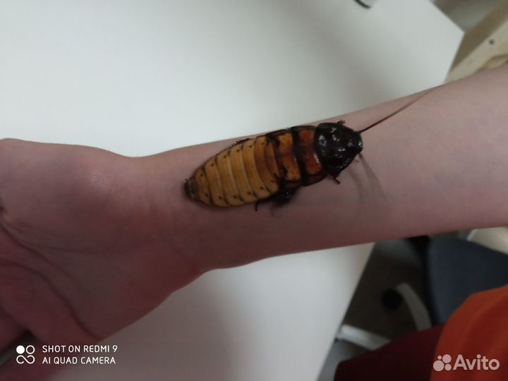 Мадагаскарские тараканы