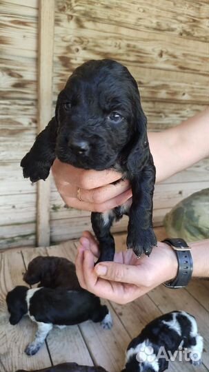 Щенки русского спаниеля