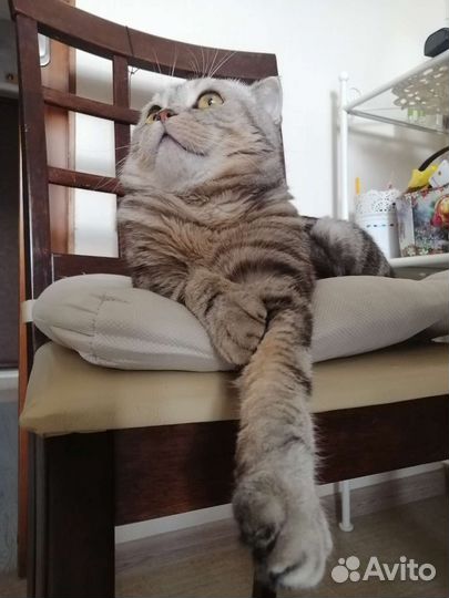 Шотландскиий кот, вязка