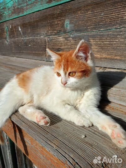 Отдам котёнка в добрые руки