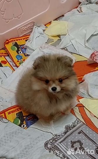 Померанский шпиц девочка кремсоболь