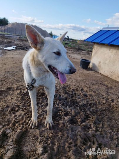 Собака ответственному хозяину