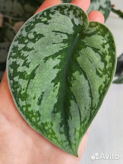 Сциндапсус Пиктус Экзотика