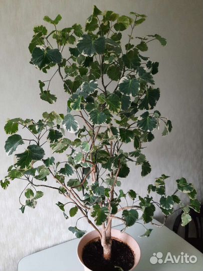 Полиасциас, фикус
