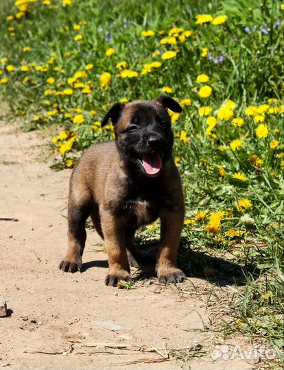 Щенки малинуа