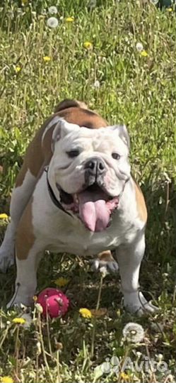Английский бульдог вязка