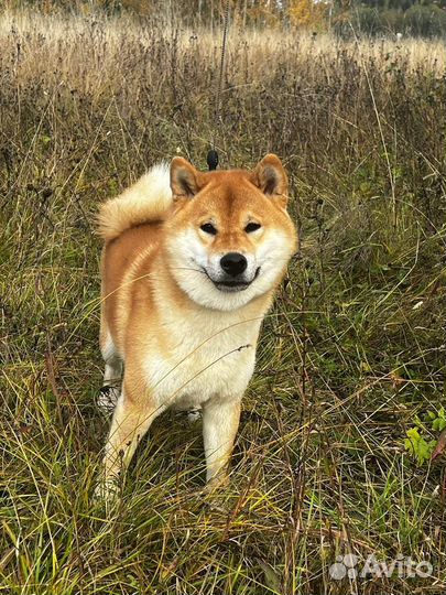 Сиба ину кобель вязка